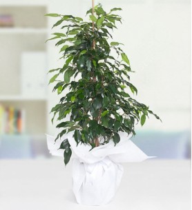 Ficus Benjamin Bitkisi (Daniella)